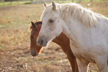 Obraz premium Horses standing in golden hour light on peaceful farm