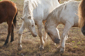 Group of horses grazing in farm pasture