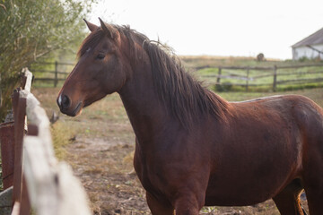 Obraz premium Brown horse standing by wooden farm fence