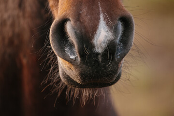 Horse muzzle with nostrils and whiskers close-up