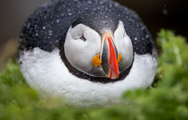 Atlantic Puffin