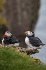 Atlantic Puffin