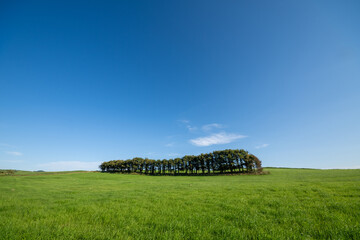 A vast grassland lined with forests and a clear blue sky