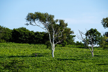 Green hills dotted with birch trees under a blue sky