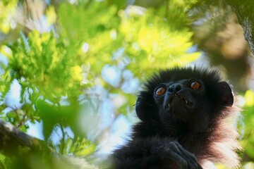 Naklejka premium Milne-edwards's sifaka perching among verdant leaves, peering skyward with striking white-and-brown fur highlighting distinctive lemur characteristics in Ranomafana Narional Park, Madagascar