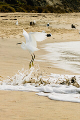 Snow Egret taking flight to escape wave washing up to sandy beach