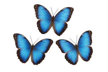 Three blue morpho butterflies flying with iridescent wings, isolated on transparent background, symbolizing beauty and freedom