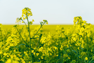 Obraz premium Rapeseed field. Rapeseed petals close-up. Harvesting, agro-industrial farming.