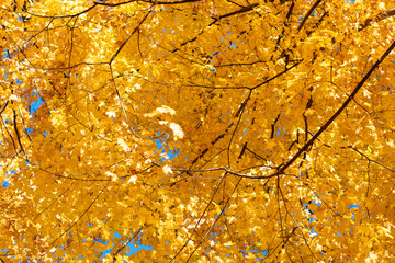 Natural autumn leaves. Autumn beauty of nature. Fall season nature. Fall leaves of yellow tree. Autumn tree change. Nature in fall season. Autumnal sunny day. Seasonal leaves on tree