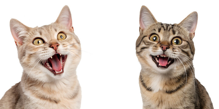 Funny cat portrait with a comical expression and mouth slightly open, looking silly and adorable, isolated on transparent background