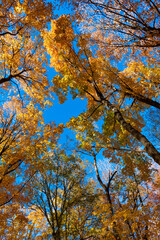 Fall weather outdoor. Leaves in autumn nature forest. Fallen leaves. Autumn nature forest. Orange and yellow fall leaves. Fall season colors. Nature in autumn. Autumn haze