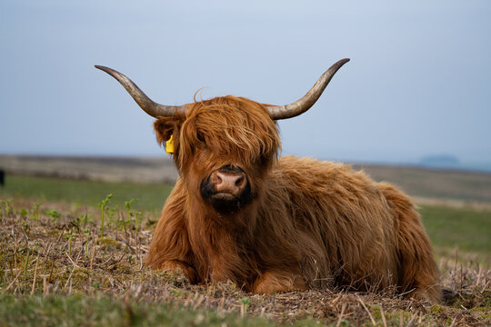 A Highland cow lies on open moorland, russet coat and long horns visible. Eye level view, shallow depth of field, overcast daylight, soft horizon and low vegetation.
