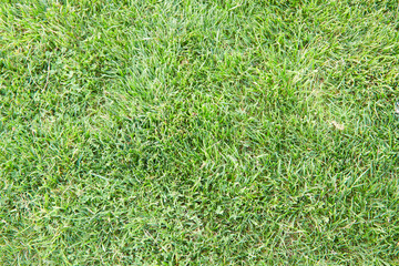 Lush green grass texture with vibrant blades and natural patterns, creating a fresh outdoor atmosphere, ideal for backgrounds and copy space in design projects