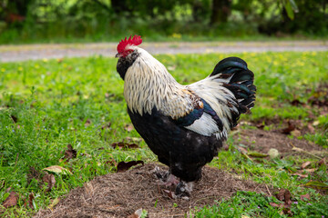 Faverolle Rooster