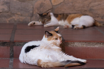 Cat sleeping on the brick floor. Selective focus on cat.