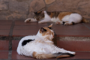 Cat sleeping on the brick floor. Selective focus on cat.