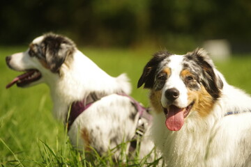 Two dogs are standing in a grassy field, one of which has a purple ha