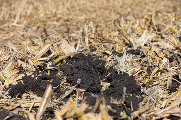 Chisel plowed corn farm field after fall tillage. Soil erosion, compaction and agriculture concept.