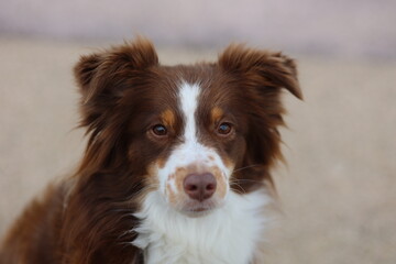Brown and white dog with a black nose is looking at the camera