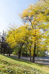 Fototapeta premium Landscape of South Park in city of Sofia, Bulgaria