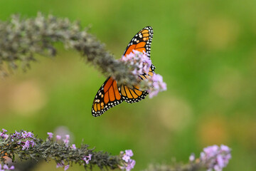 Obraz premium monarch butterfly on a purple butterfly flower