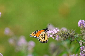 monarch butterfly on a purple butterfly flower