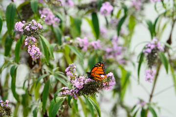 monarch butterfly on a purple butterfly flower