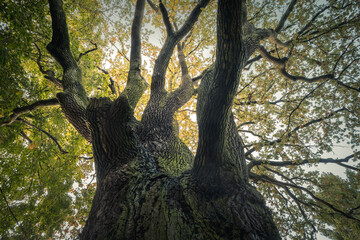 korona i konary starego dębu. Dąb szypułkowy, pomnik przyrody, Szczawin koło Zgierza © Piotr Szpakowski