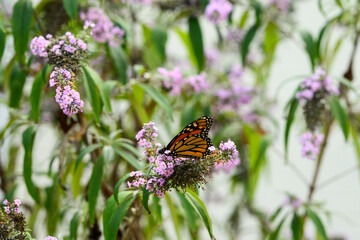 monarch butterfly on a purple butterfly flower
