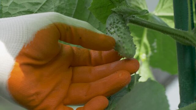 Gloved hand of farmer evaluates cucumber maturity on stem in garden. Farming process connected with vegetable growth. Concept of rural life, nutrition and eco agriculture