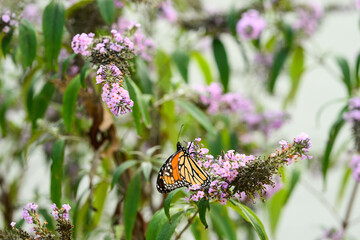 monarch butterfly on a purple butterfly flower