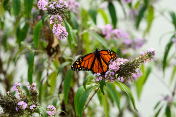 monarch butterfly on a purple butterfly flower