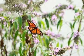 monarch butterfly on a purple butterfly flower
