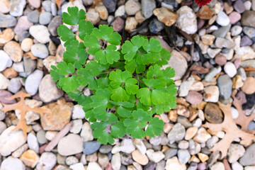 green columbine flower leaves on gravel background