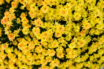 yellow mum flowers background fall florals