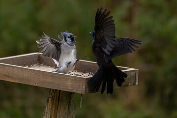 Blue jay facing off with gracklebird on a fence