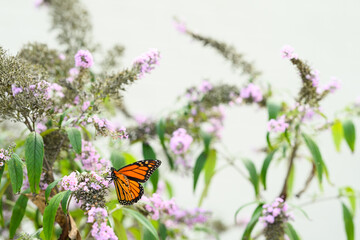 monarch butterfly on a purple butterfly flower