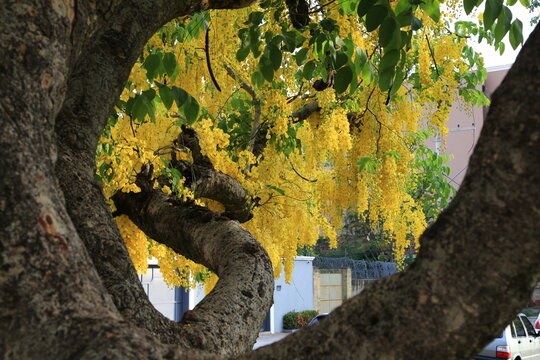 Bel&iacute;ssima &aacute;rvore de Ip&ecirc; amarelo - Brasil - Uberaba MG