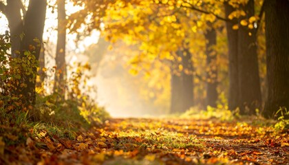 Sunlight filtering through a dense canopy of golden and amber maple leaves 