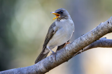 The Creamy-bellied Thrush also know as Sabia Poca or Zorzal Chalchalero under rain. Species Turdus amaurochalinus. Birdwatching. Animal world. Birding.