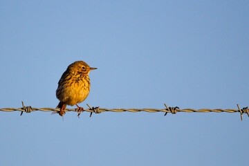 Meadow Pipit perched on barbed wire, moorland, near Newport, West Wales