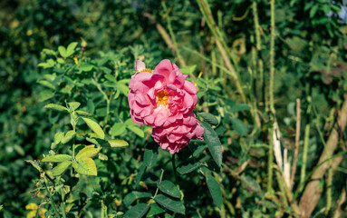 Pink Rose Flower with Green Leaves Background