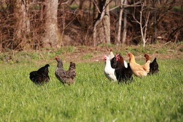 A group of chickens are walking in a field