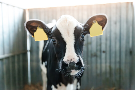 Portrait Curious young black and white calf with ear tags in barn with sunlight