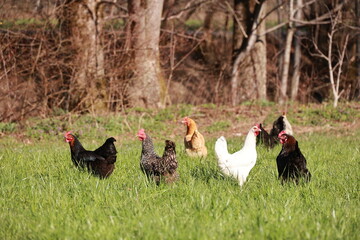 A group of chickens are standing in a grassy field