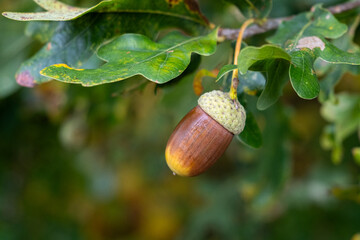 A small acorn is hanging from a tree branch © Jill Dundee