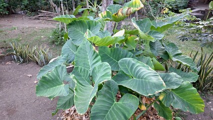 Tropical Edible Taro Plant (Colocasia esculenta) with Big Green Leaves in Backyard Garden – Organic Farming Concept