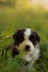 A small black and white dog is sitting in the grass