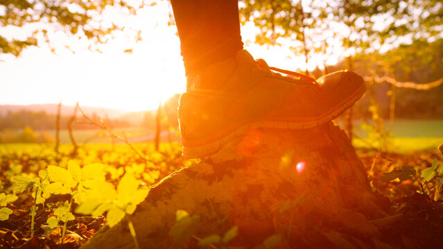 LENS FLARE, DOF, CLOSE UP: Foot of a female person in sneakers steps on a mossy rock while walking through forest in golden light. Hiking in nature during a relaxing walk in colourful fall season.
