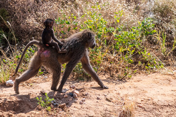 Close-up of an Olive Baboon -Papio Anubis- mother carrying her baby across the long grasslands of the Samburu national reserve, Kenya